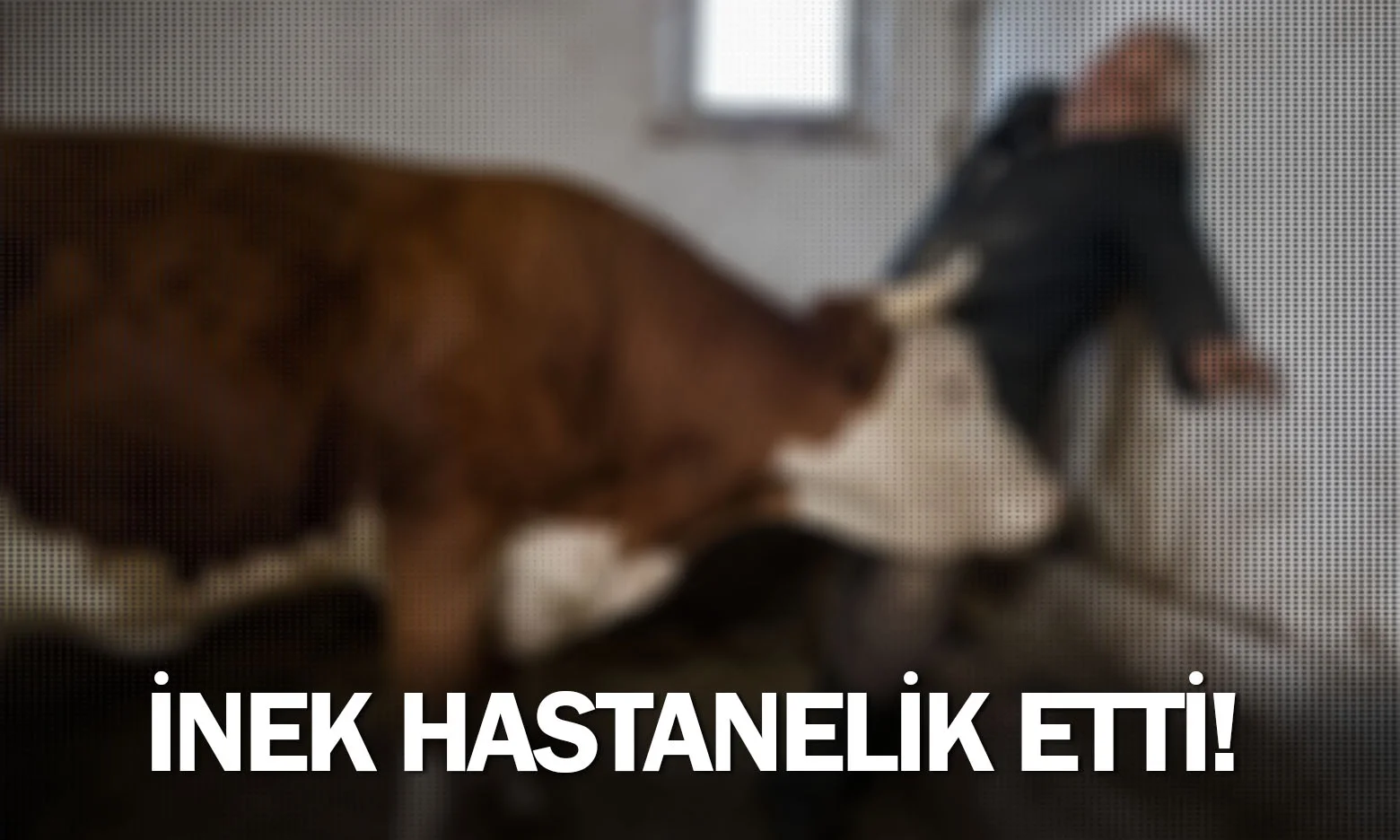 İnek hastanelik etti!
