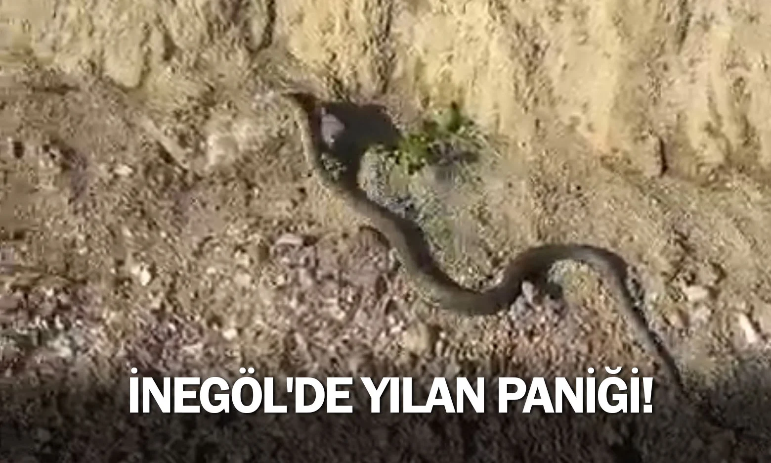 İnegöl'de yılan paniği!