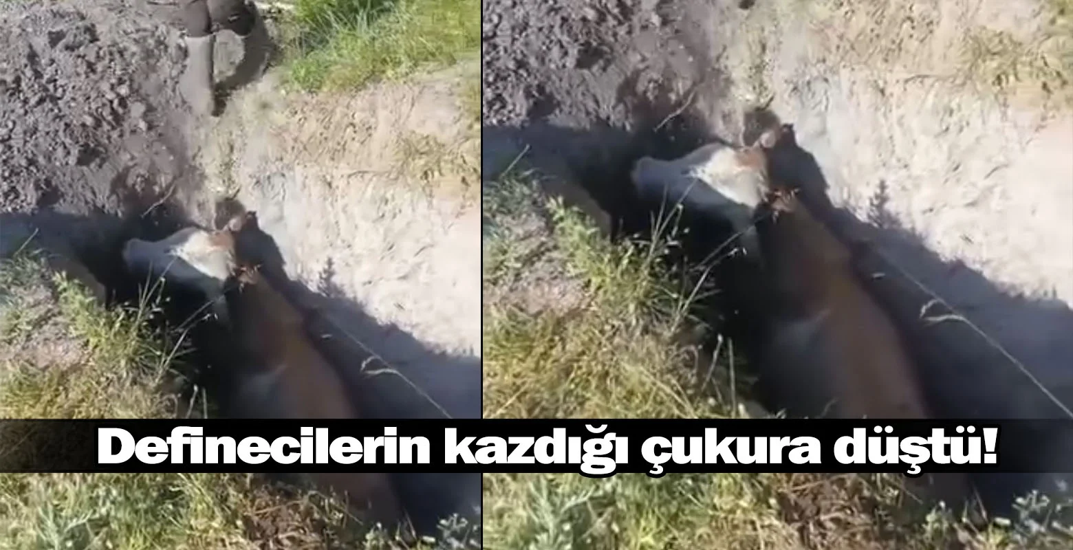 Definecilerin kazdığı çukura düştü!