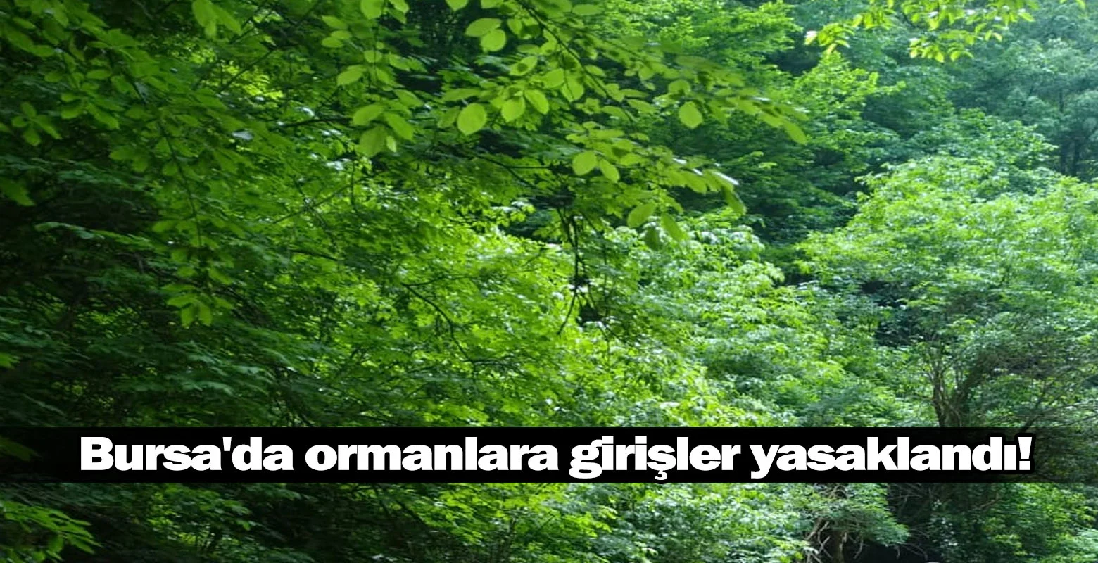 Bursa'da ormanlara girişler yasaklandı