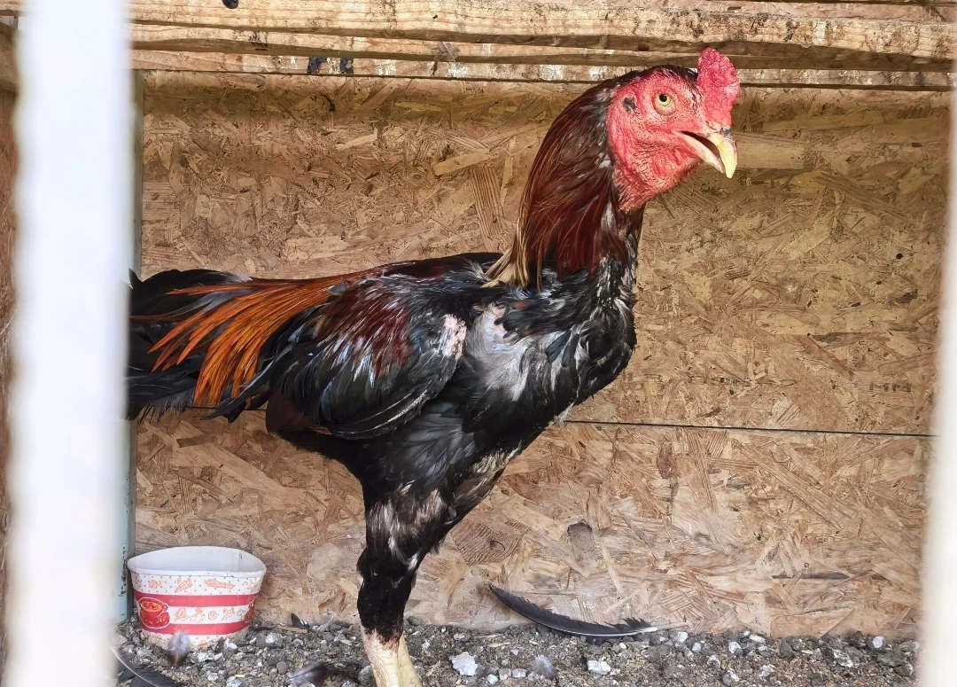 İnegöl'de horoz dövüşü baskını!