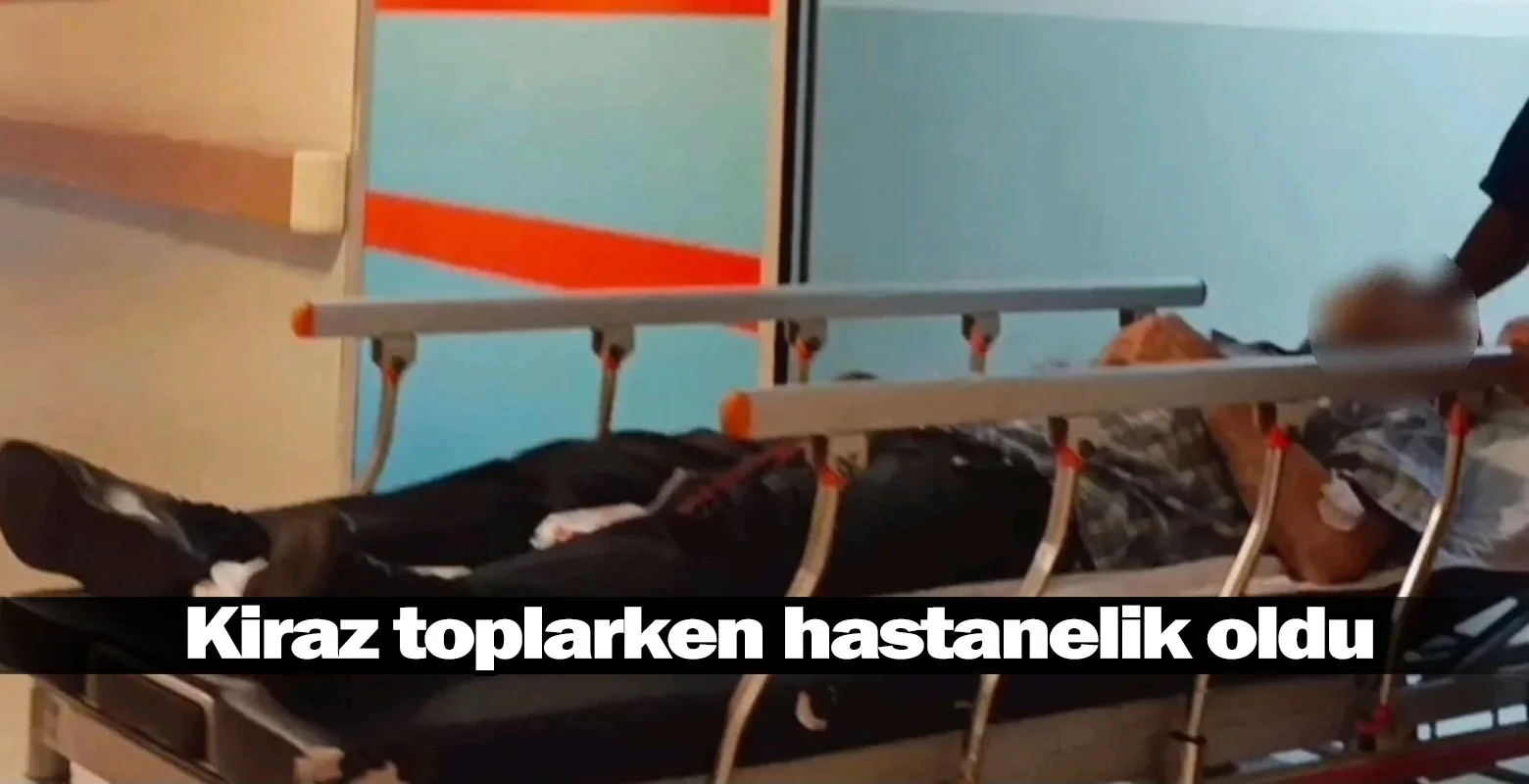 İnegöl'de kiraz toplarken hastanelik oldu