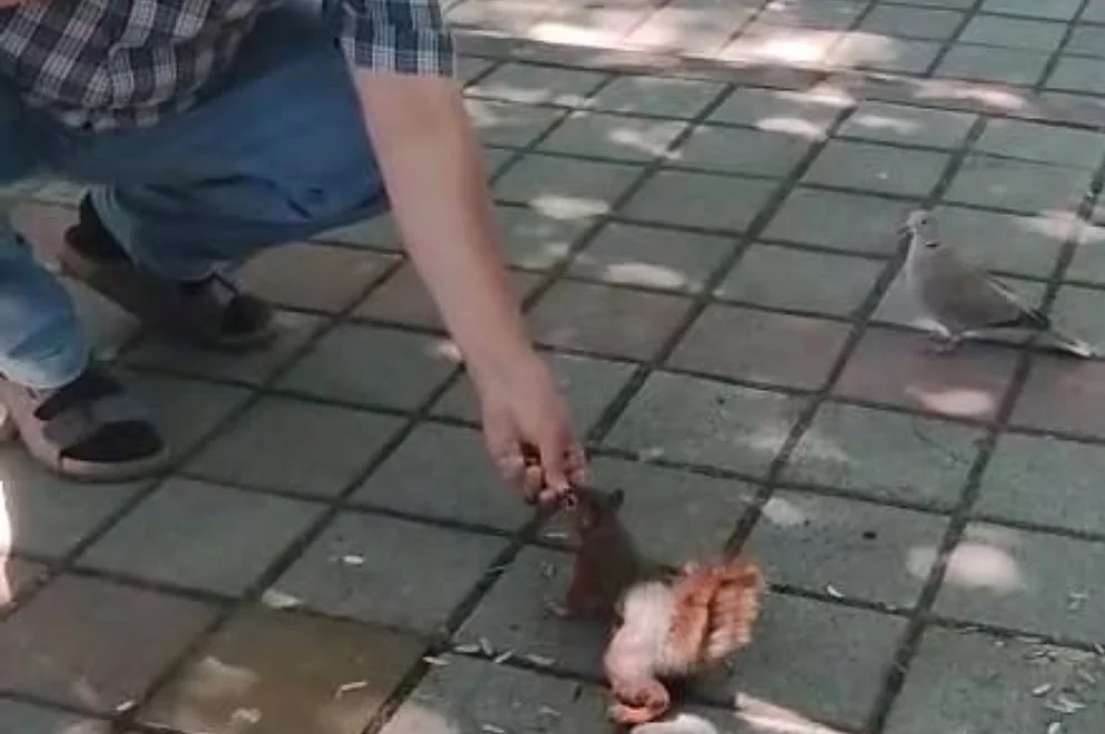 Ne Kaçtılar Ne Korktular! İnegöl’de Sincap ve Kumrunun Çekirdek Keyfi
