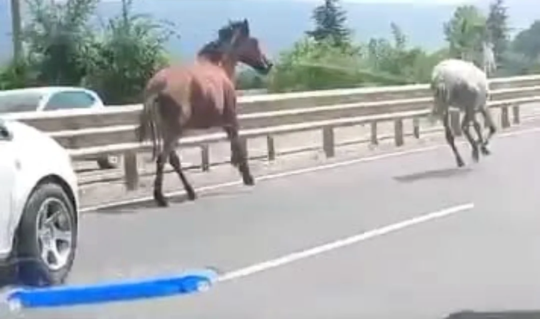 Başıboş atlar sürücülere zor anlar yaşattı
