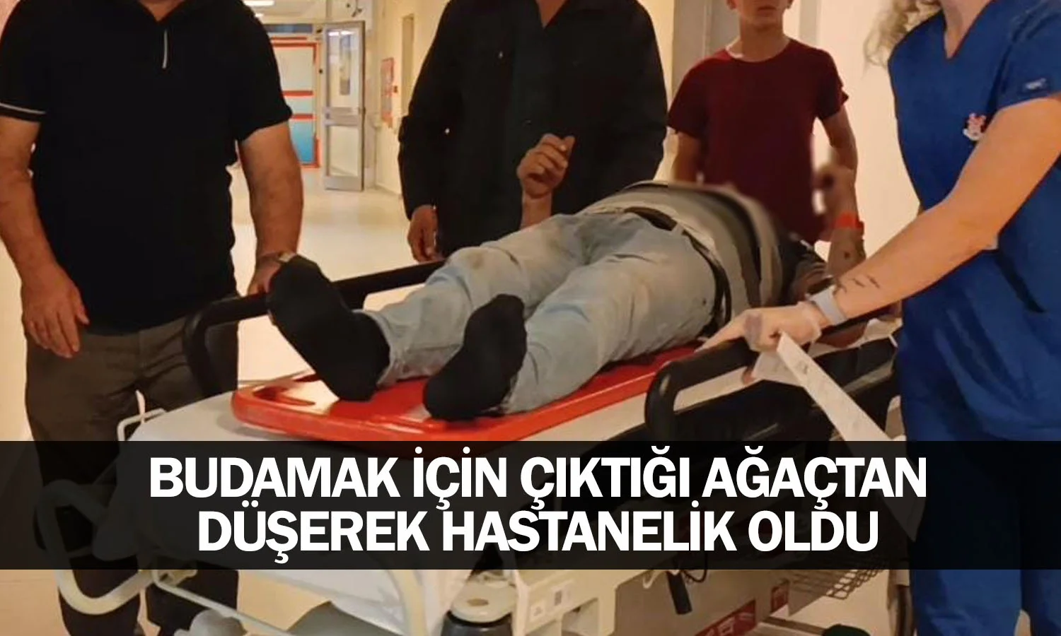 Budamak için çıktığı ağaçtan düşerek hastanelik oldu