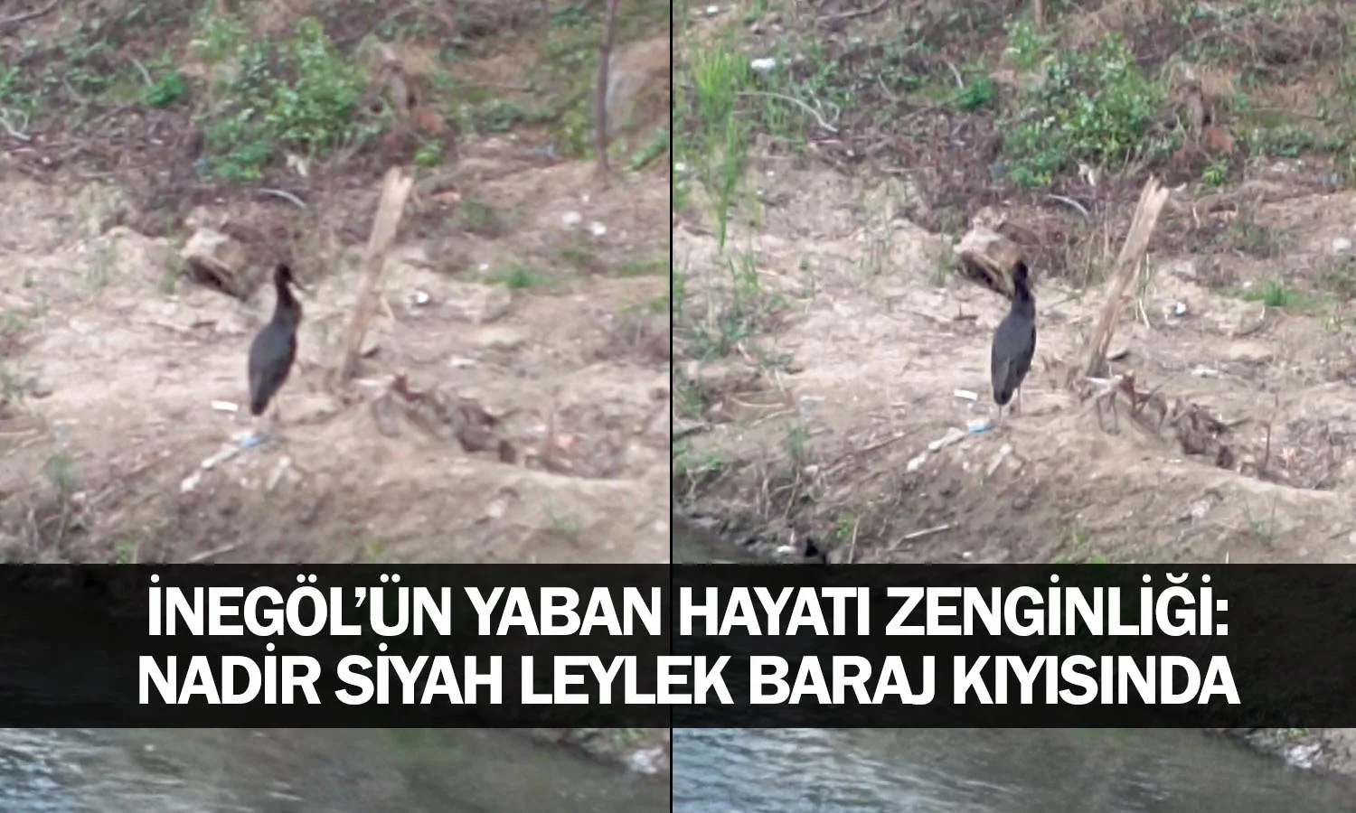​İnegöl’ün Yaban Hayatı Zenginliği: Nadir Siyah Leylek Baraj Kıyısında