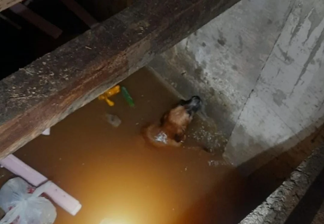 ​Kuyuya Düşen Köpek İtfaiye Tarafından Kurtarıldı