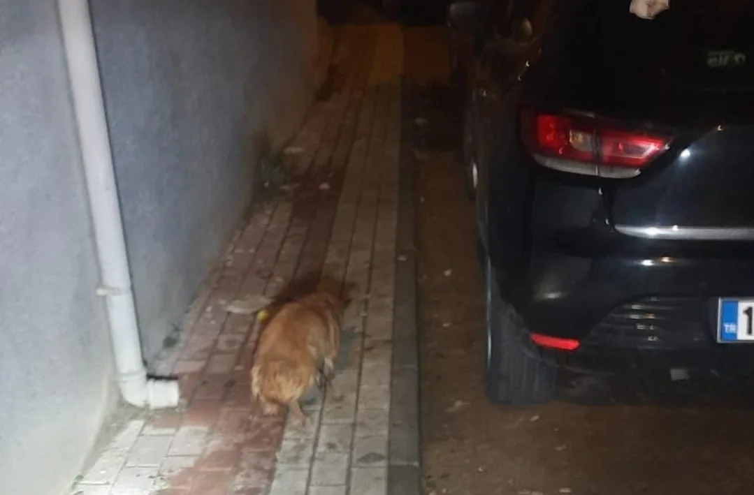 Kuyuya Düşen Köpek İtfaiye Tarafından Kurtarıldı Kuyuya Düşen Köpek İtfaiye Tarafından Kurtarıldı